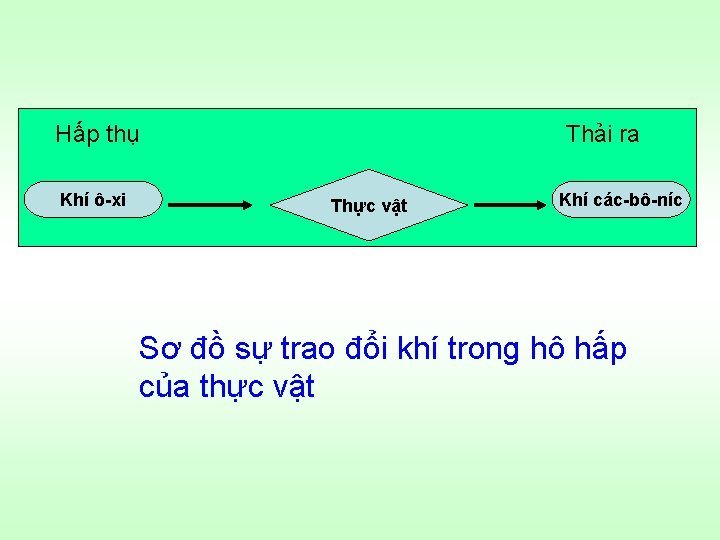 Hấp thụ Khí ô-xi Thải ra Thực vật Khí các-bô-níc Sơ đồ sự trao