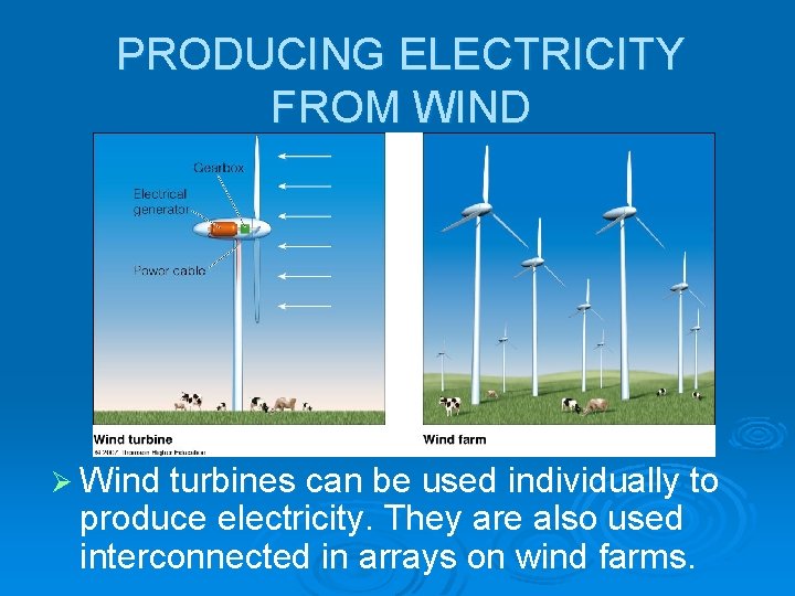 PRODUCING ELECTRICITY FROM WIND Ø Wind turbines can be used individually to produce electricity.