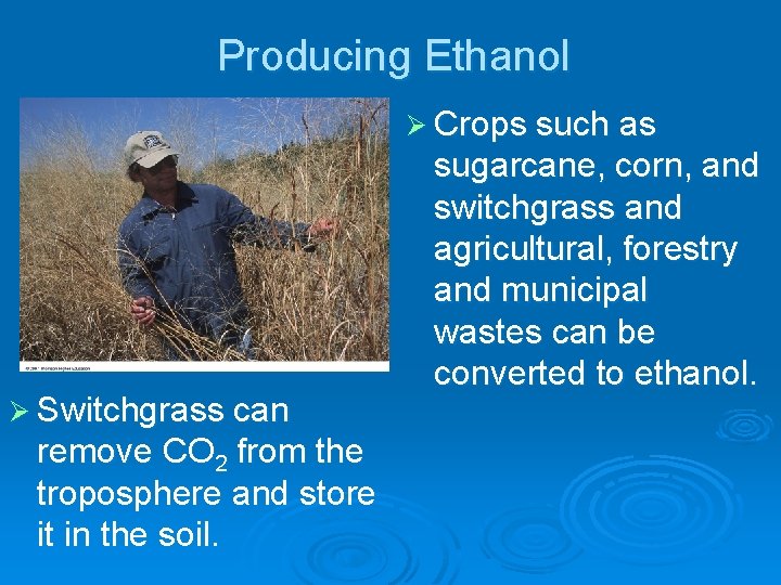Producing Ethanol Ø Crops such as Ø Switchgrass can remove CO 2 from the