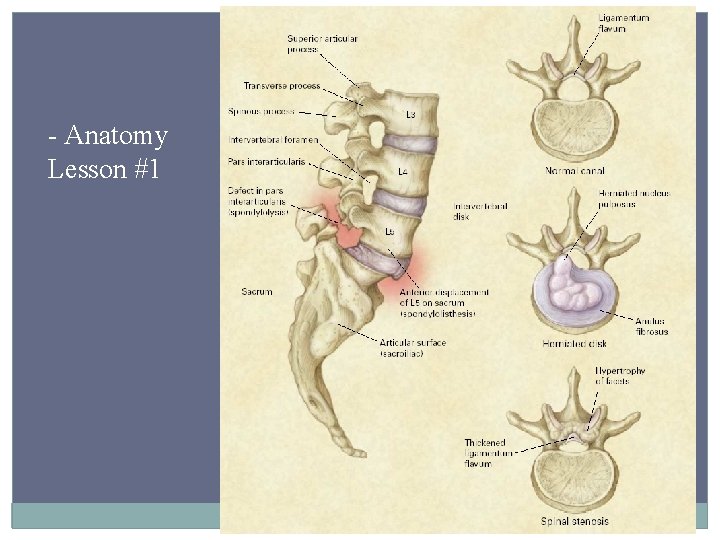 - Anatomy Lesson #1 