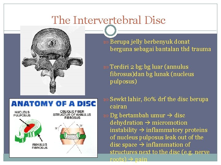 The Intervertebral Disc Berupa jelly berbenyuk donat berguna sebagai bantalan thd trauma Terdiri 2