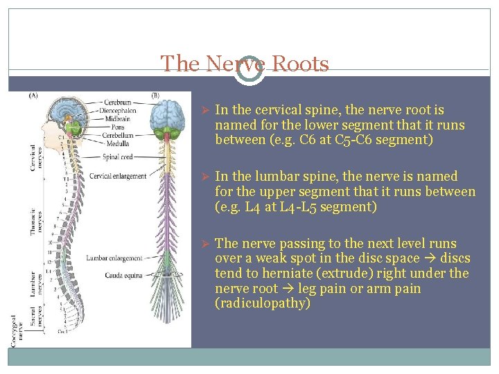 The Nerve Roots In the cervical spine, the nerve root is named for the