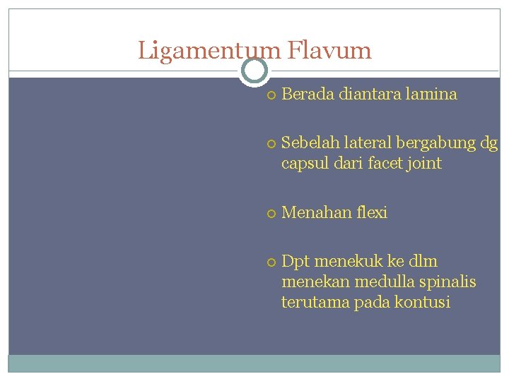 Ligamentum Flavum Berada diantara lamina Sebelah lateral bergabung dg capsul dari facet joint Menahan