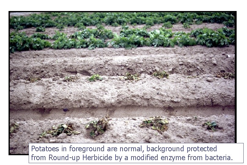 Potatoes in foreground are normal, background protected from Round-up Herbicide by a modified enzyme