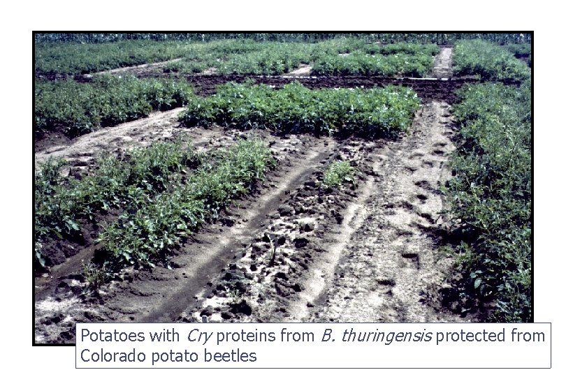 Potatoes with Cry proteins from B. thuringensis protected from Colorado potato beetles 