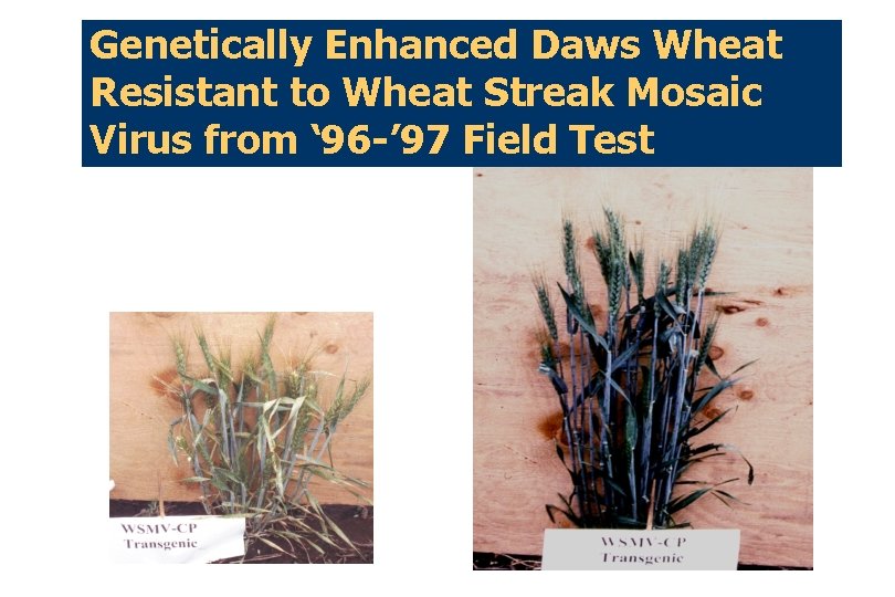 Genetically Enhanced Daws Wheat Resistant to Wheat Streak Mosaic Virus from ‘ 96 -’