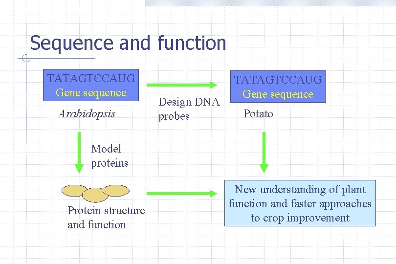 Sequence and function TATAGTCCAUG Gene sequence Arabidopsis Design DNA probes TATAGTCCAUG Gene sequence Potato