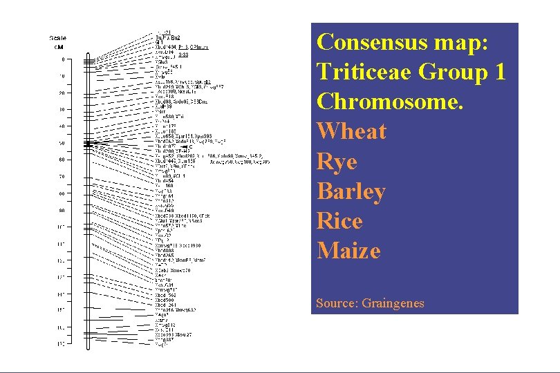 Consensus map: Triticeae Group 1 Chromosome. Wheat Rye Barley Rice Maize Source: Graingenes 