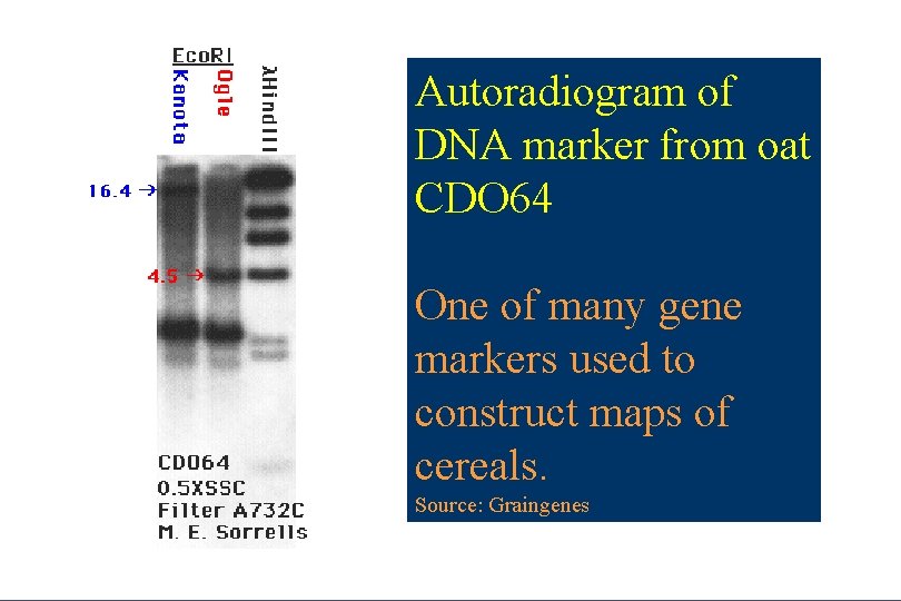Autoradiogram of DNA marker from oat CDO 64 One of many gene markers used