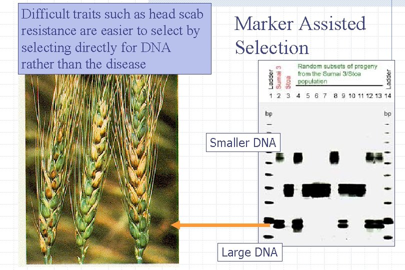Difficult traits such as head scab resistance are easier to select by selecting directly