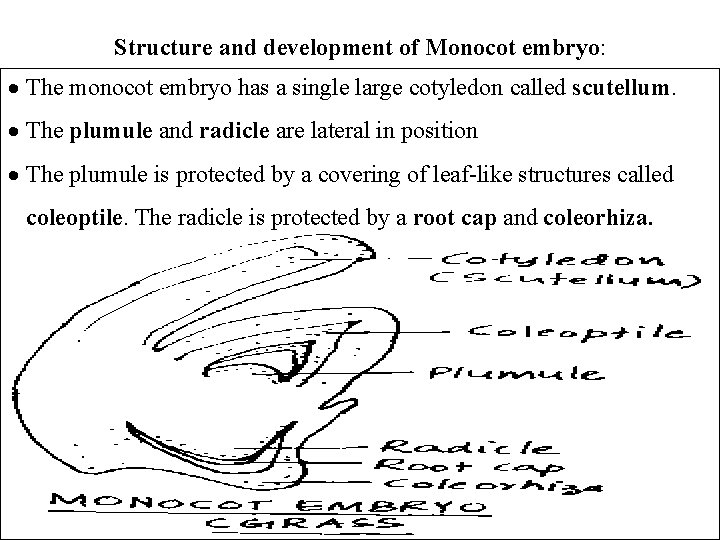 Structure and development of Monocot embryo: The monocot embryo has a single large cotyledon Structure and development of Monocot embryo: The monocot embryo has a single large cotyledon