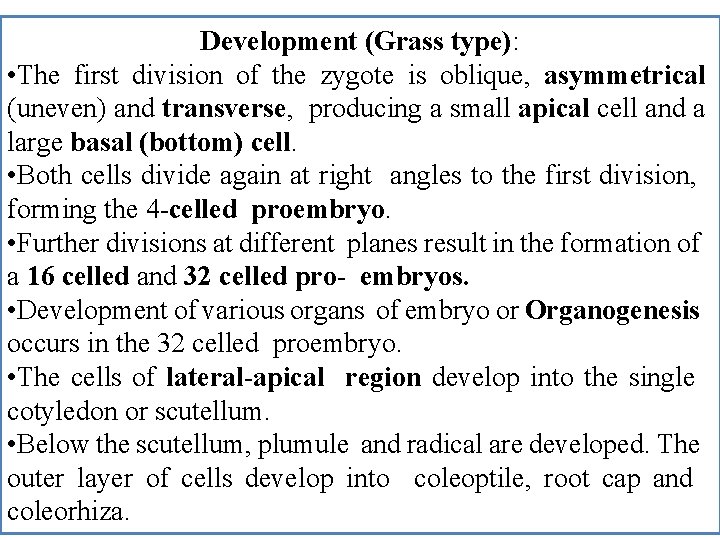 Development (Grass type): • The first division of the zygote is oblique, asymmetrical (uneven) Development (Grass type): • The first division of the zygote is oblique, asymmetrical (uneven)