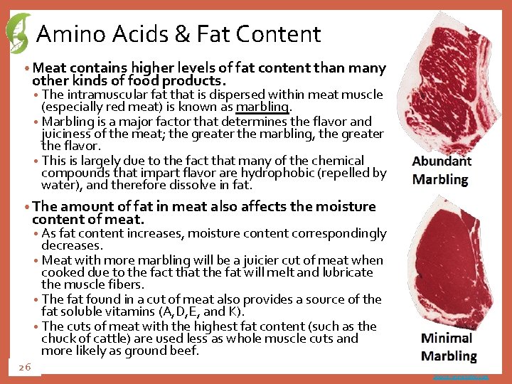 Amino Acids & Fat Content • Meat contains higher levels of fat content than