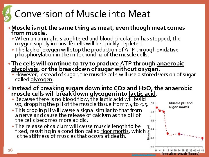 Conversion of Muscle into Meat • Muscle is not the same thing as meat,