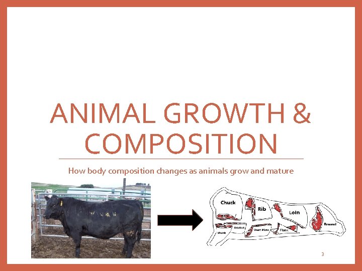 ANIMAL GROWTH & COMPOSITION How body composition changes as animals grow and mature 3
