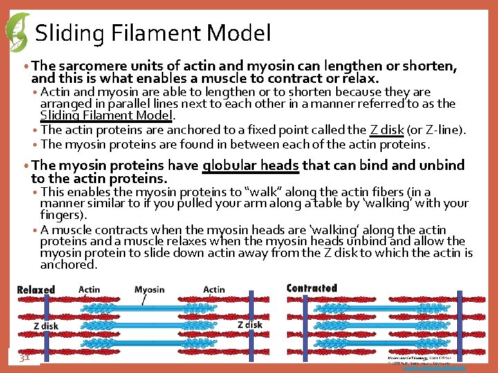 Sliding Filament Model • The sarcomere units of actin and myosin can lengthen or