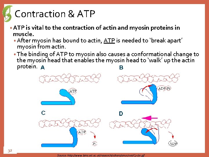 Contraction & ATP • ATP is vital to the contraction of actin and myosin