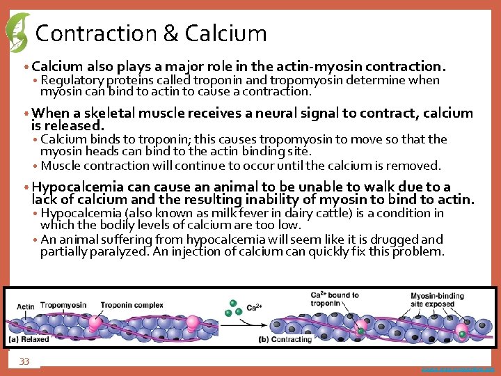 Contraction & Calcium • Calcium also plays a major role in the actin-myosin contraction.