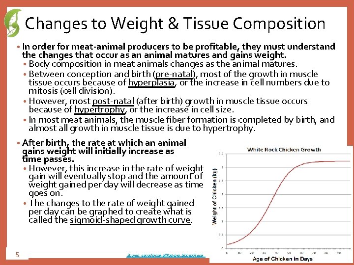Changes to Weight & Tissue Composition • In order for meat-animal producers to be