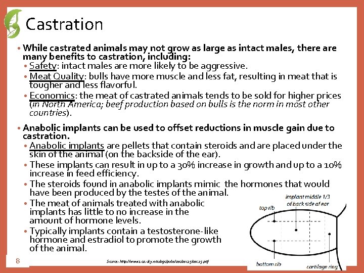 Castration • While castrated animals may not grow as large as intact males, there