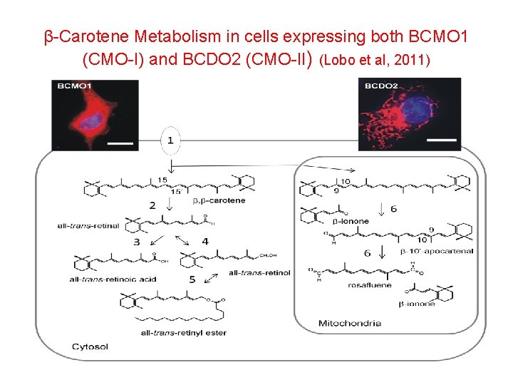 β-Carotene Metabolism in cells expressing both BCMO 1 (CMO-I) and BCDO 2 (CMO-II) (Lobo