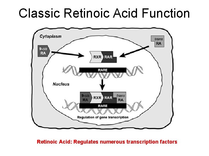 Classic Retinoic Acid Function Retinoic Acid: Regulates numerous transcription factors 