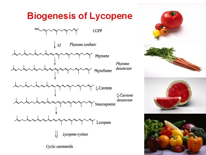 Biogenesis of Lycopene 