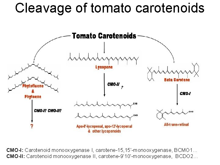 Cleavage of tomato carotenoids ? CMO-I: Carotenoid monooxygenase I, carotene-15, 15’-monooxygenase, BCMO 1… CMO-II: