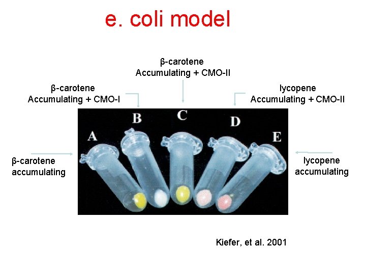e. coli model β-carotene Accumulating + CMO-II β-carotene Accumulating + CMO-I lycopene Accumulating +