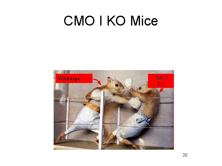 CMO I KO Mice Wild-type CMO I KO 20 