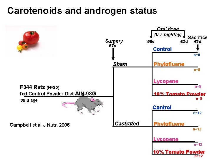 Carotenoids androgen status Oral dose (0. 7 mg/day) Surgery 57 d 59 d 62