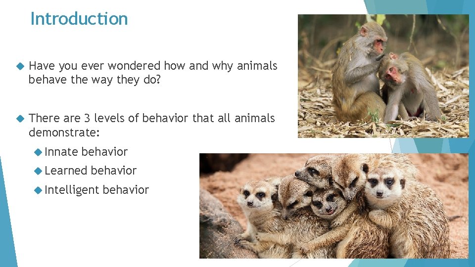 Introduction Have you ever wondered how and why animals behave the way they do?
