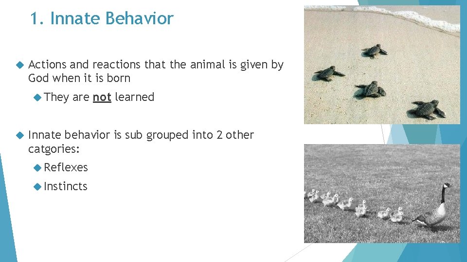 1. Innate Behavior Actions and reactions that the animal is given by God when