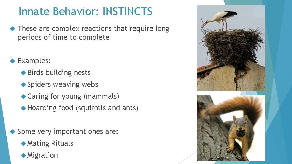 Innate Behavior: INSTINCTS These are complex reactions that require long periods of time to
