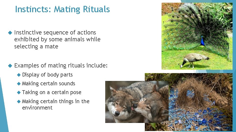 Instincts: Mating Rituals Instinctive sequence of actions exhibited by some animals while selecting a