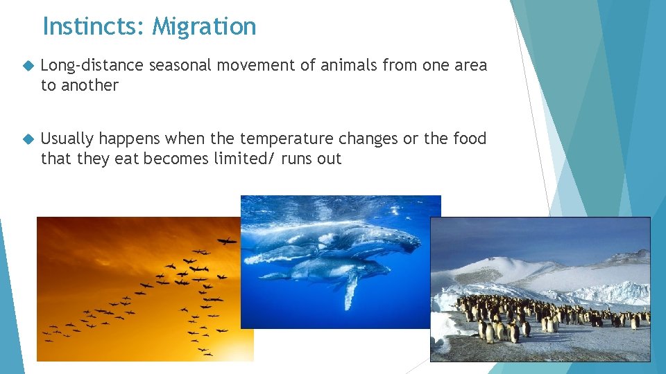 Instincts: Migration Long-distance seasonal movement of animals from one area to another Usually happens