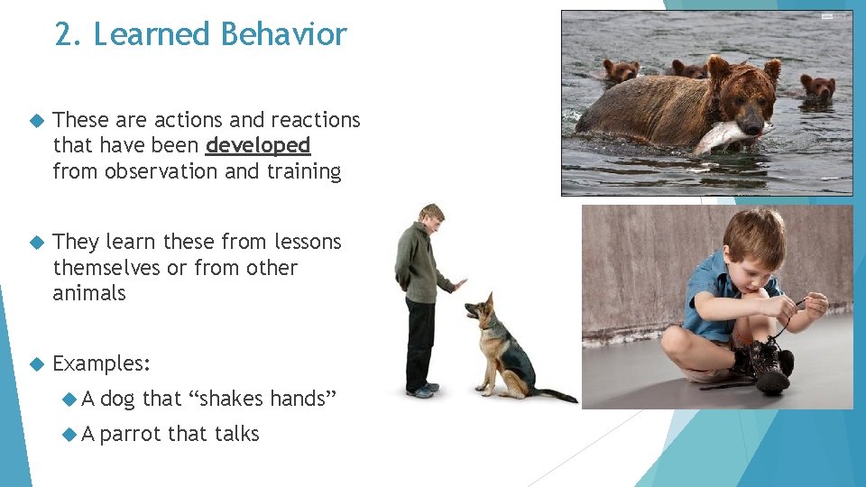 2. Learned Behavior These are actions and reactions that have been developed from observation