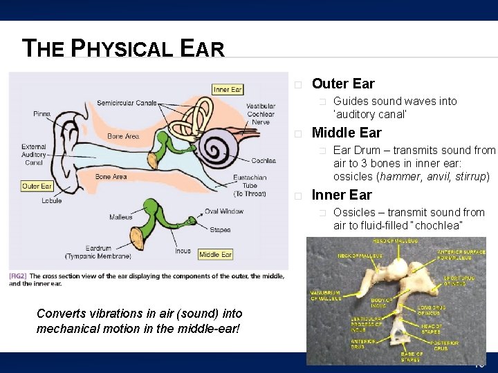 THE PHYSICAL EAR � Outer Ear � � Middle Ear � � Guides sound