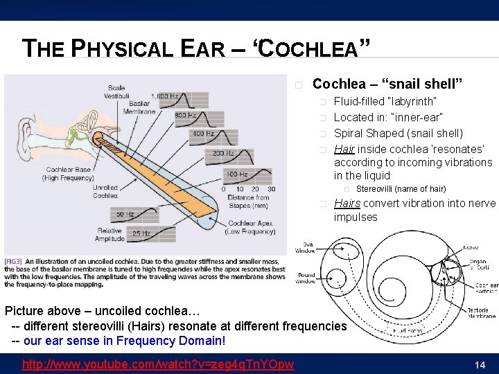 THE PHYSICAL EAR – “COCHLEA” � Cochlea – “snail shell” � � Fluid-filled “labyrinth”