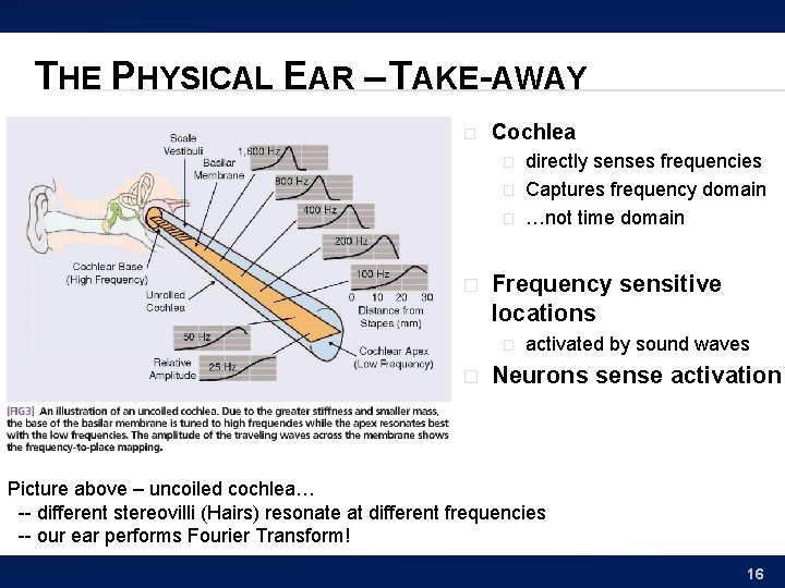 THE PHYSICAL EAR – TAKE-AWAY � Cochlea � � Frequency sensitive locations � �
