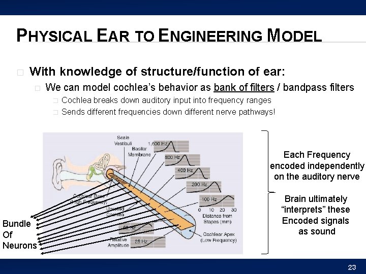 PHYSICAL EAR TO ENGINEERING MODEL � With knowledge of structure/function of ear: � We