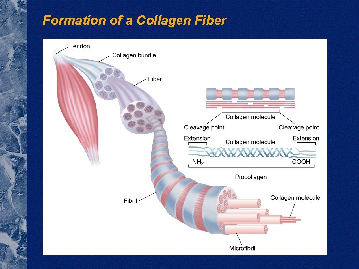 Formation of a Collagen Fiber 