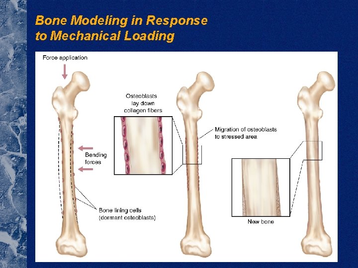 Bone Modeling in Response to Mechanical Loading 