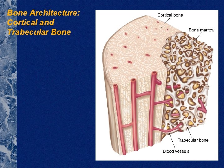 Bone Architecture: Cortical and Trabecular Bone 