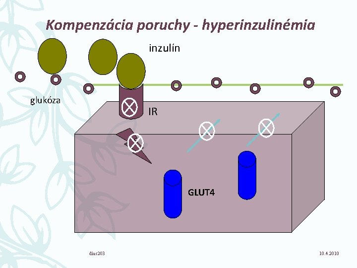 Kompenzácia poruchy - hyperinzulinémia inzulín glukóza IR GLUT 4 dias 203 10. 4. 2010