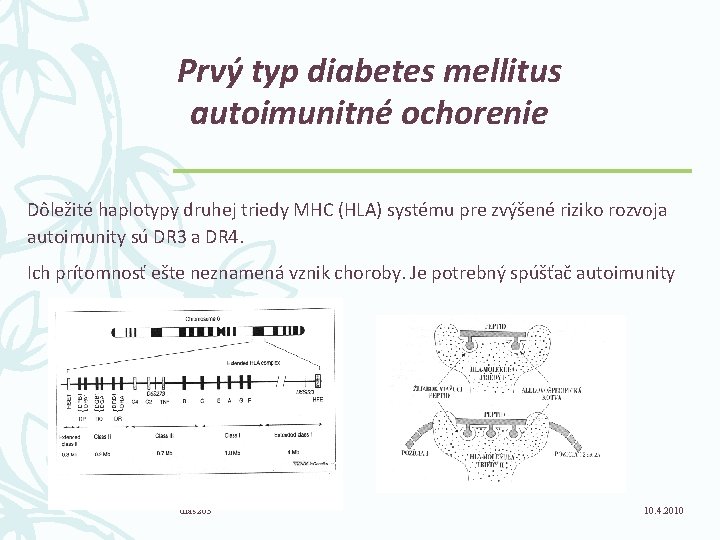 Prvý typ diabetes mellitus autoimunitné ochorenie Dôležité haplotypy druhej triedy MHC (HLA) systému pre