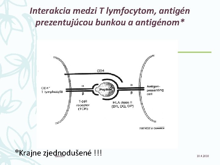 Interakcia medzi T lymfocytom, antigén prezentujúcou bunkou a antigénom* *Krajne zjednodušené !!! dias 203