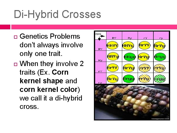 Di-Hybrid Crosses Genetics Problems don’t always involve only one trait. When they involve 2 Di-Hybrid Crosses Genetics Problems don’t always involve only one trait. When they involve 2