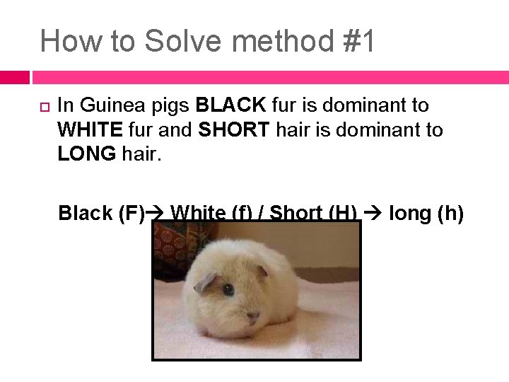 How to Solve method #1 In Guinea pigs BLACK fur is dominant to WHITE How to Solve method #1 In Guinea pigs BLACK fur is dominant to WHITE