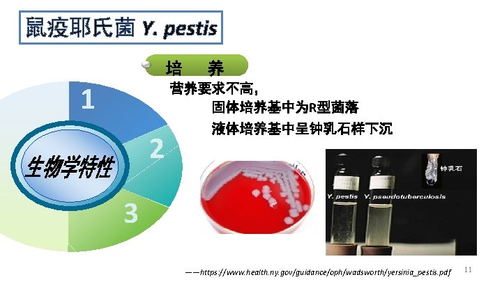 鼠疫耶氏菌 Y. pestis 培 1 养 营养要求不高， 固体培养基中为R型菌落 2 液体培养基中呈钟乳石样下沉 3 ——https: //www. health.